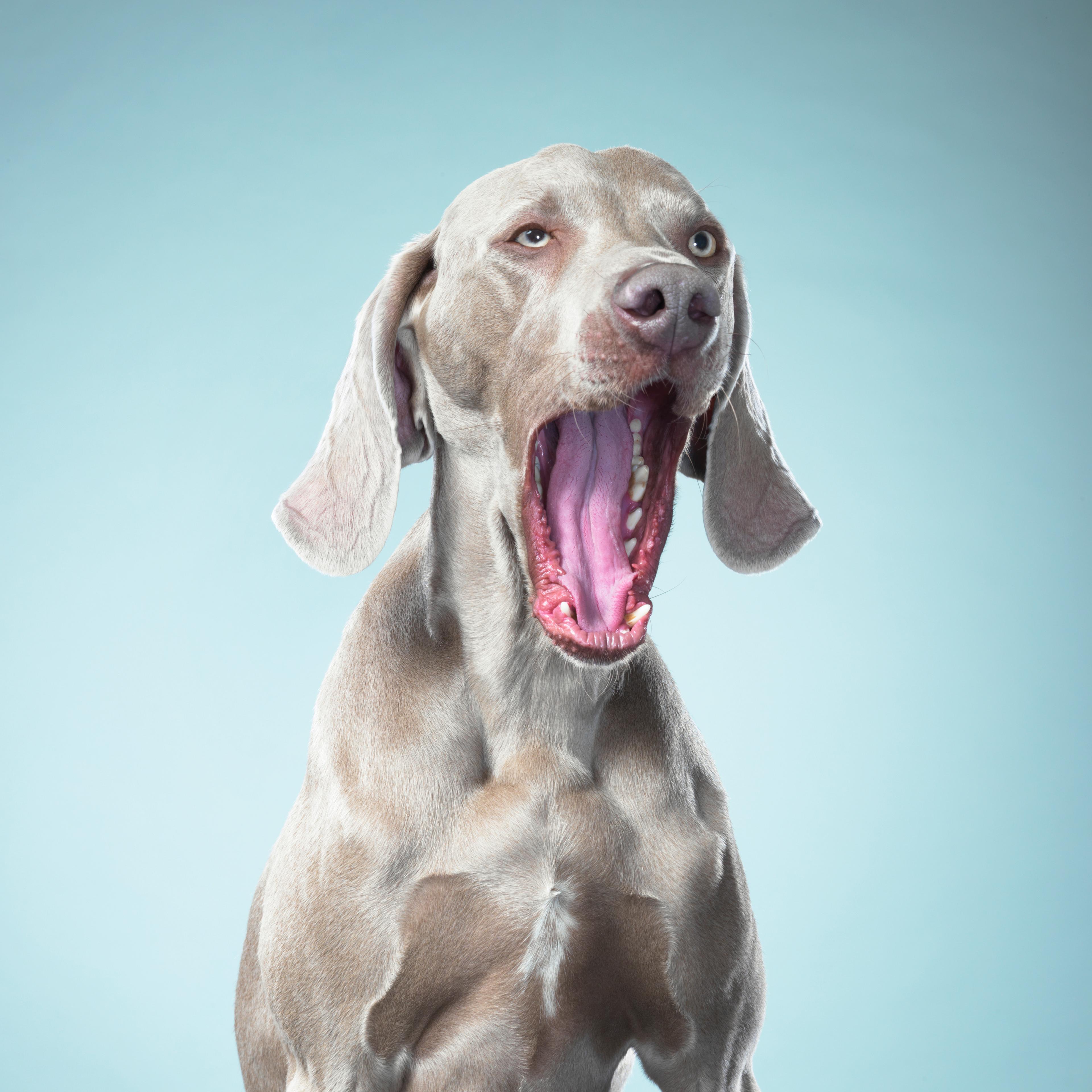 dog-yawning