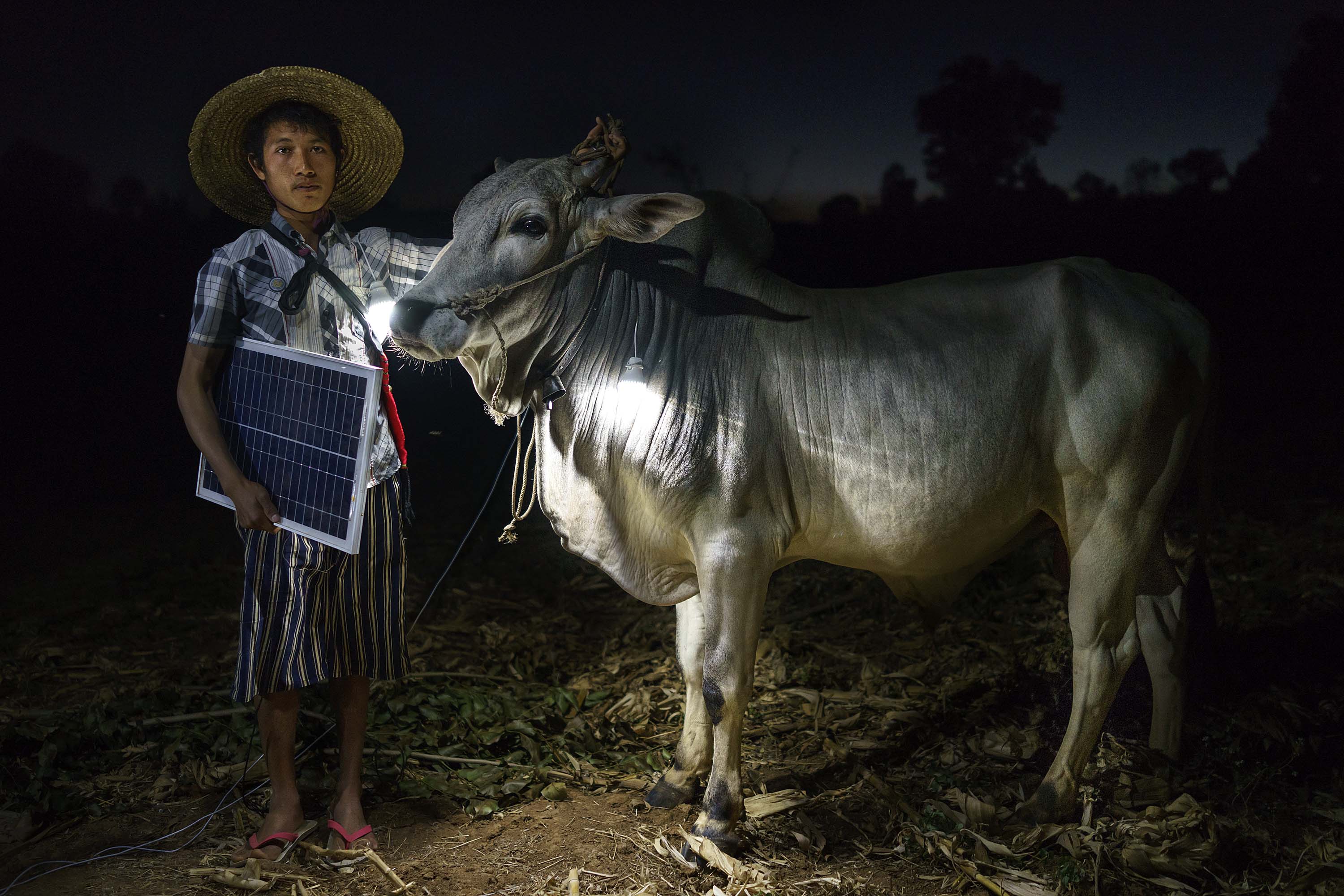 Mg Ko, 20 years old. A Shan farmer with his cow in Lui Pan Sone Village. Kayah State.