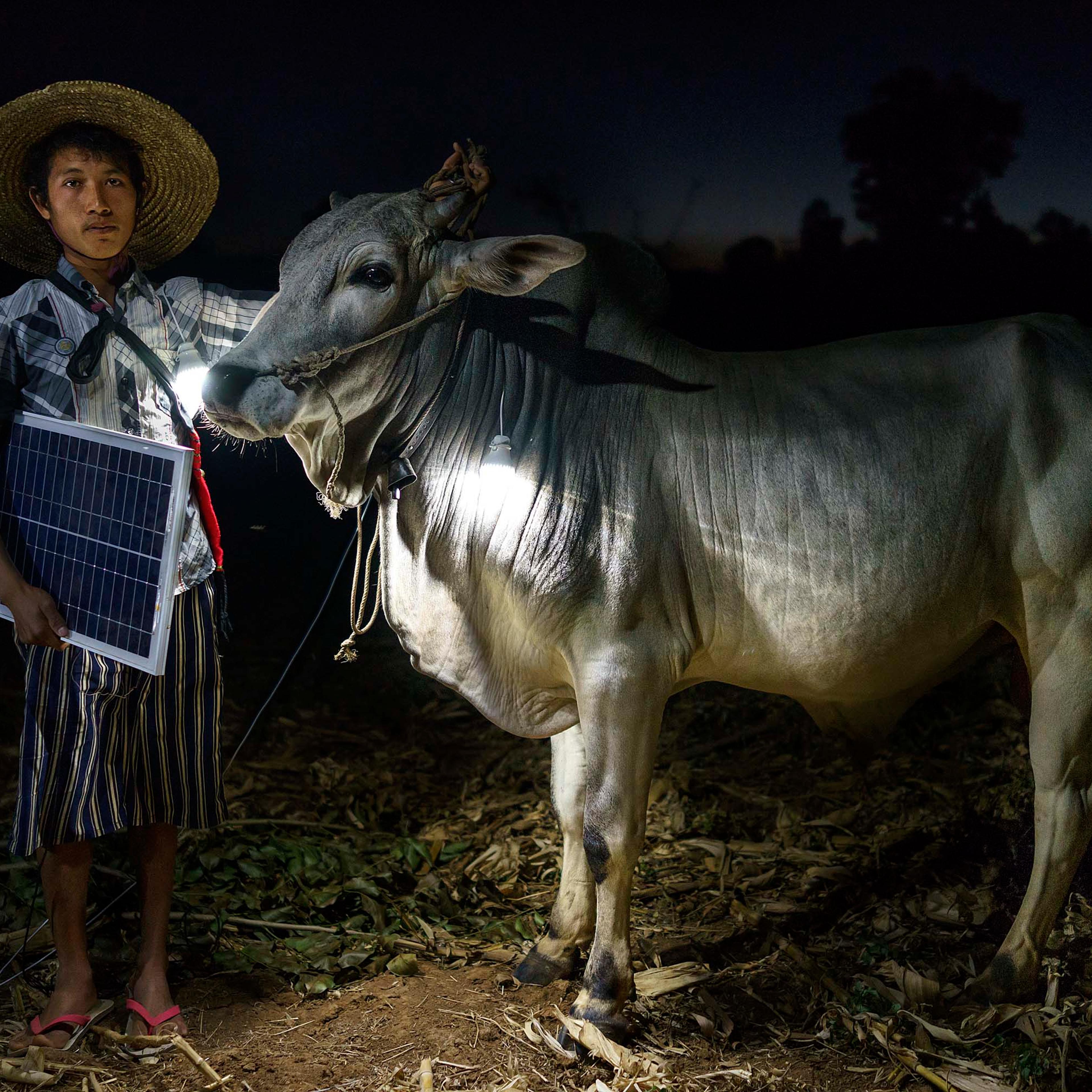 Mg Ko, 20 years old. A Shan farmer with his cow in Lui Pan Sone Village. Kayah State.