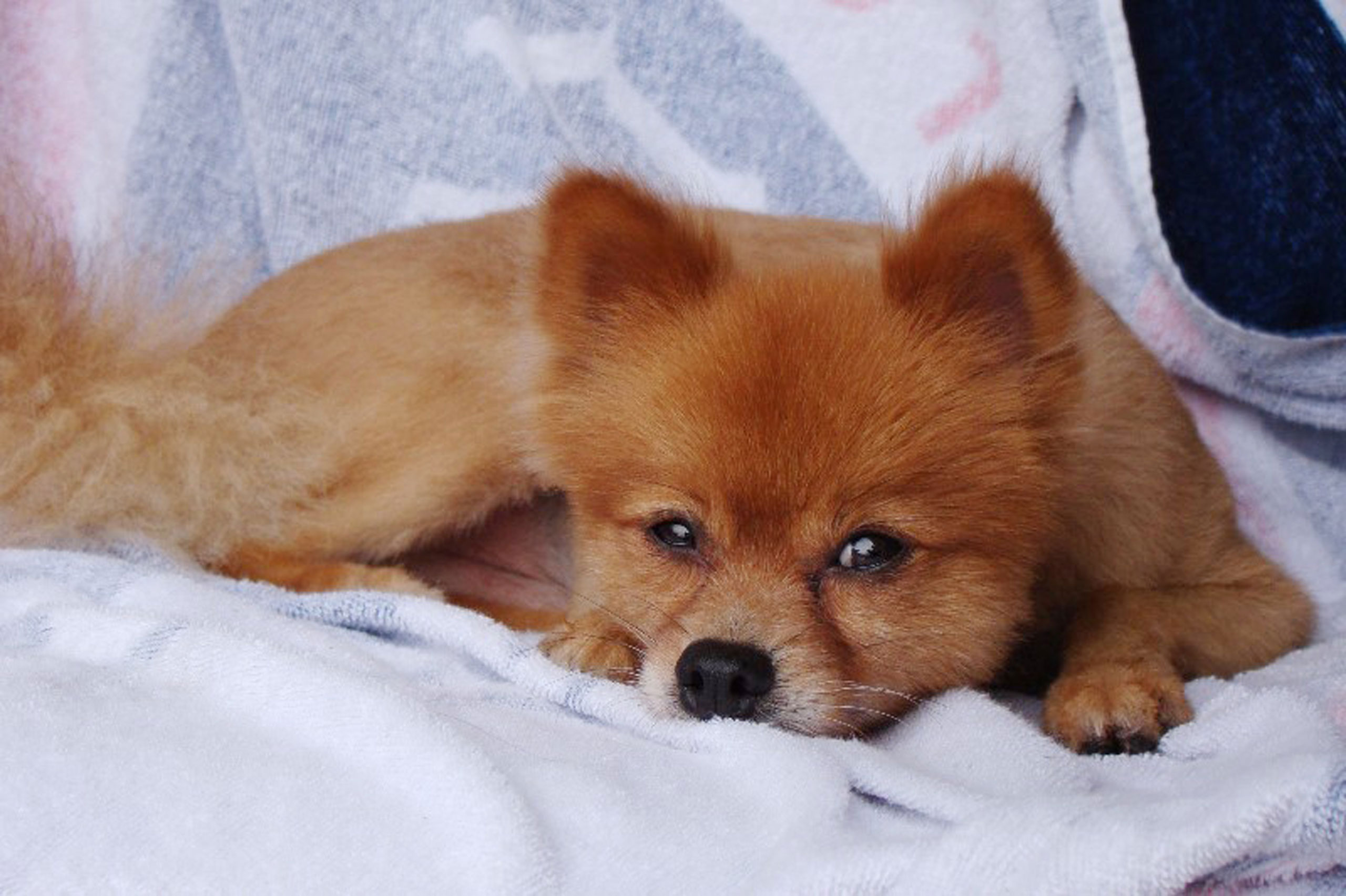 This undated photo provided by Ronald Boisvert shows his dog Fox, who went missing from his south Florida condominium on Friday, Aug. 7, 2015. The dog's owners found its body outside their home the next day, and a veterinarian confirmed that it had been 