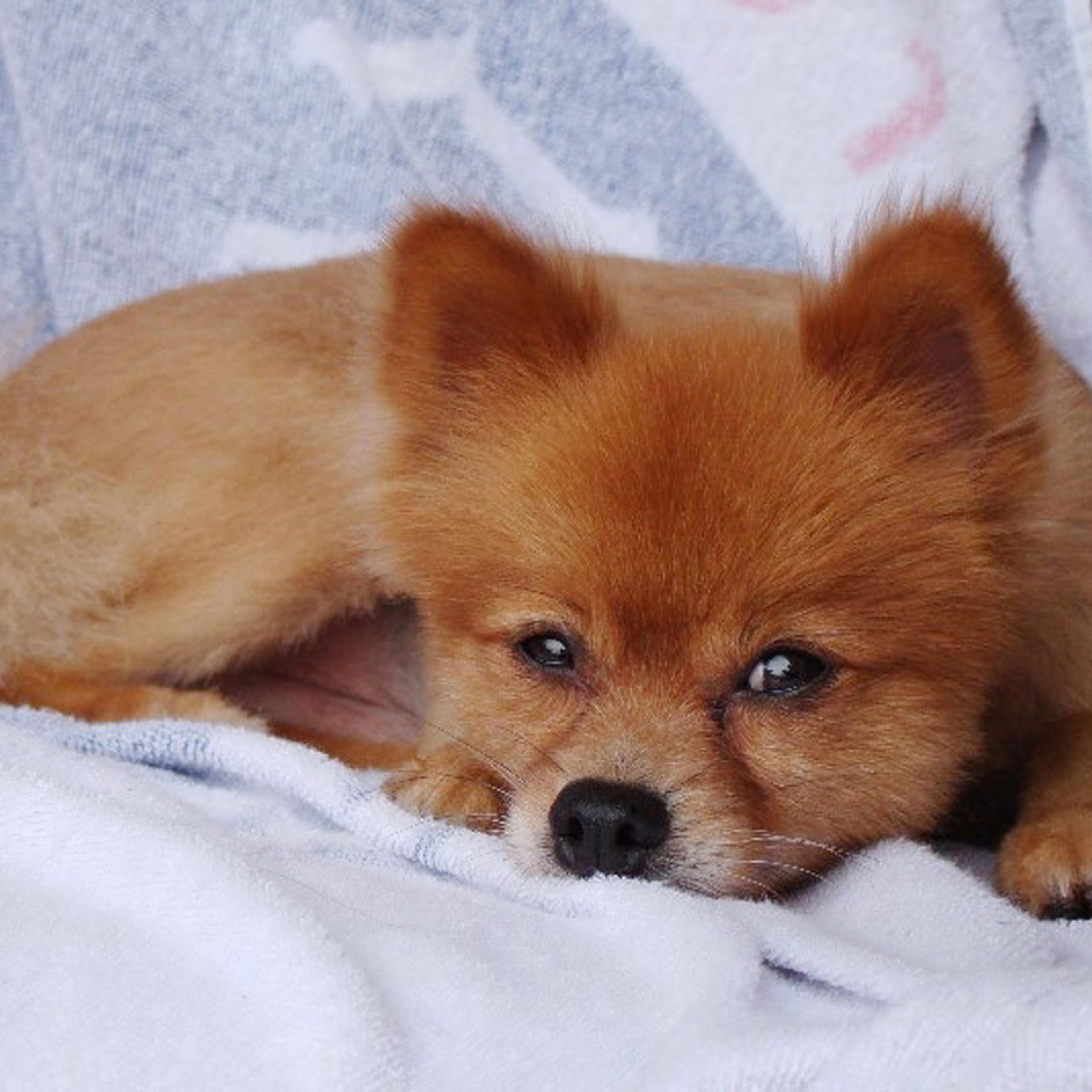 This undated photo provided by Ronald Boisvert shows his dog Fox, who went missing from his south Florida condominium on Friday, Aug. 7, 2015. The dog's owners found its body outside their home the next day, and a veterinarian confirmed that it had been