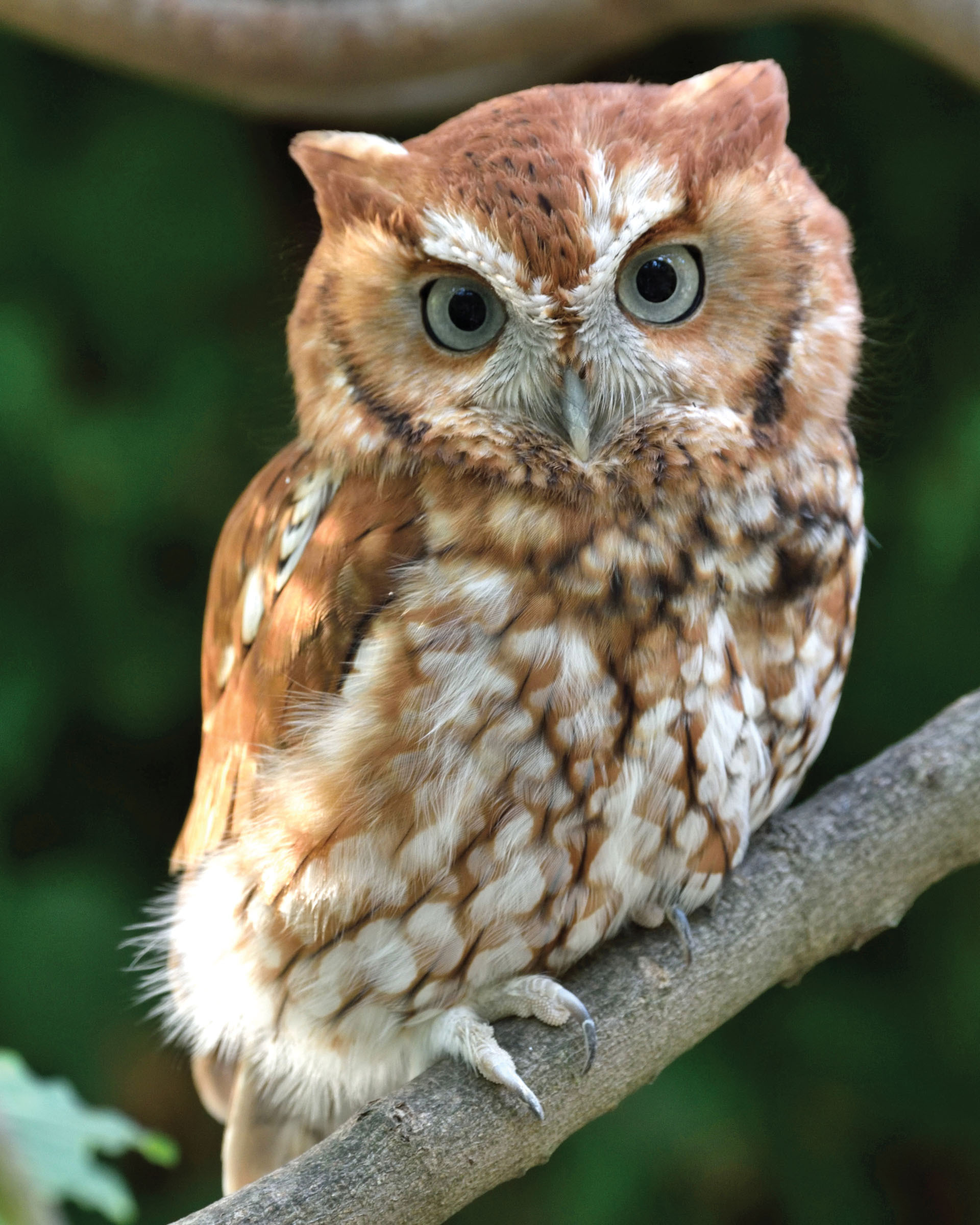 Alfie the owl