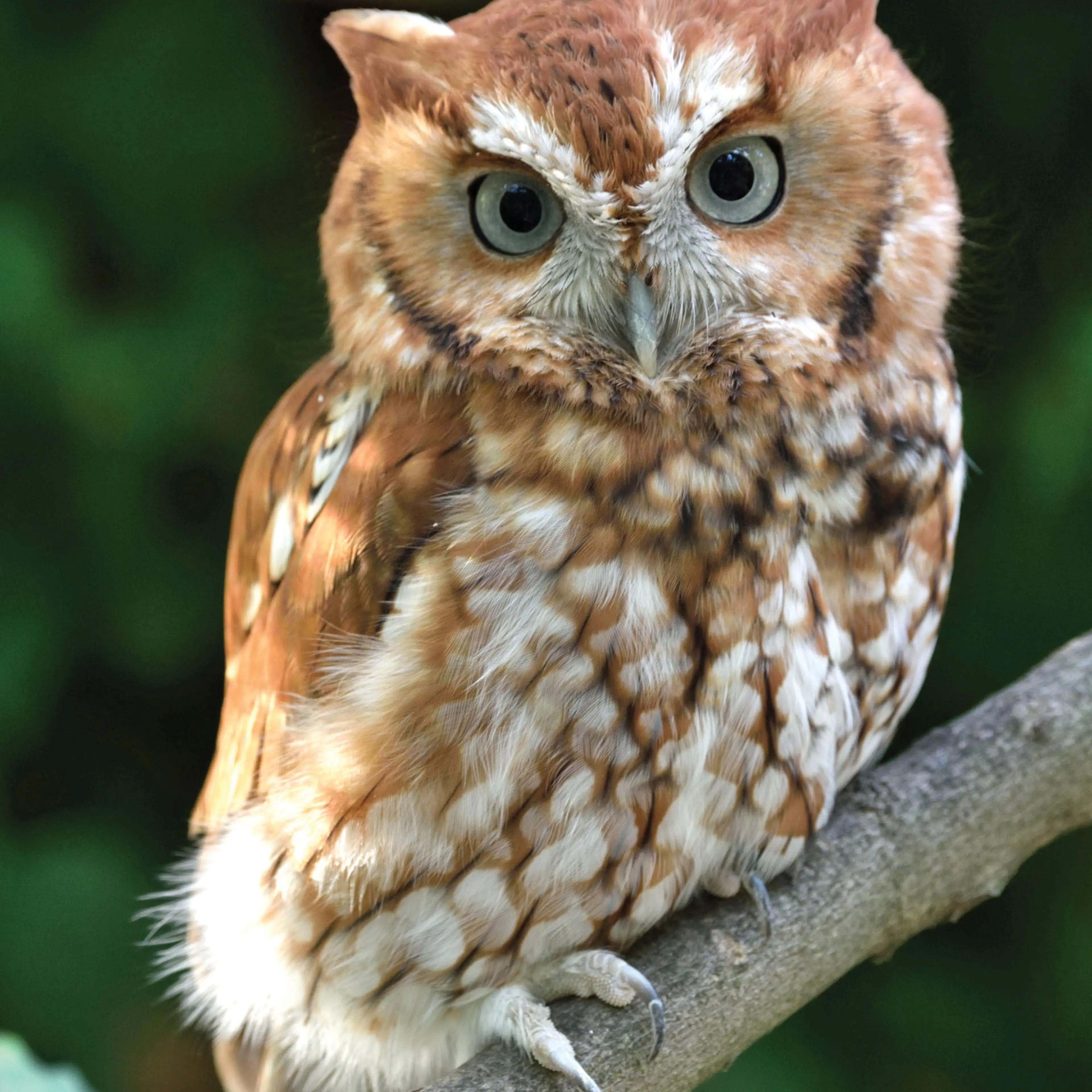 Alfie the owl