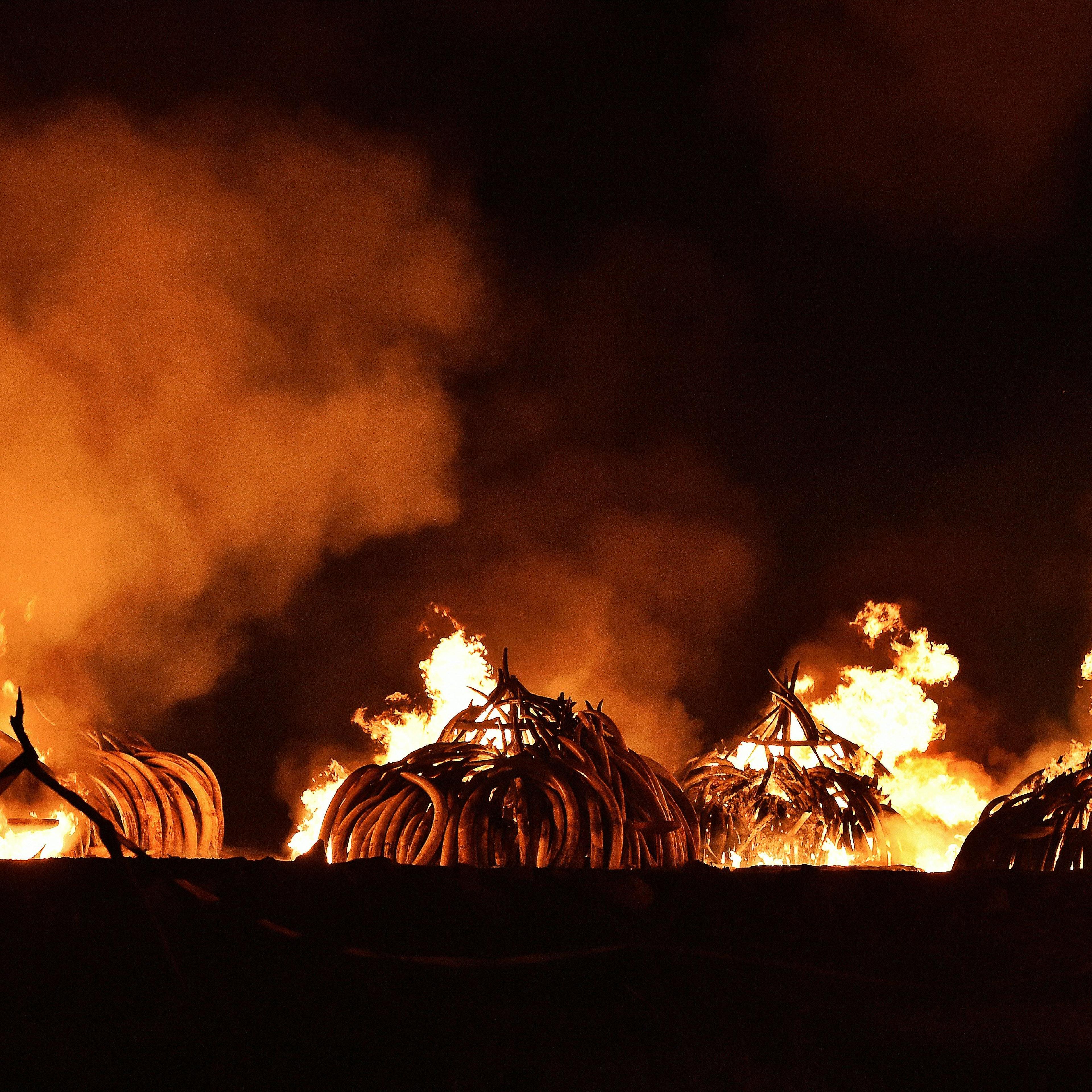 TOPSHOT-KENYA-IVORY-WILDLIFE-FIRE
