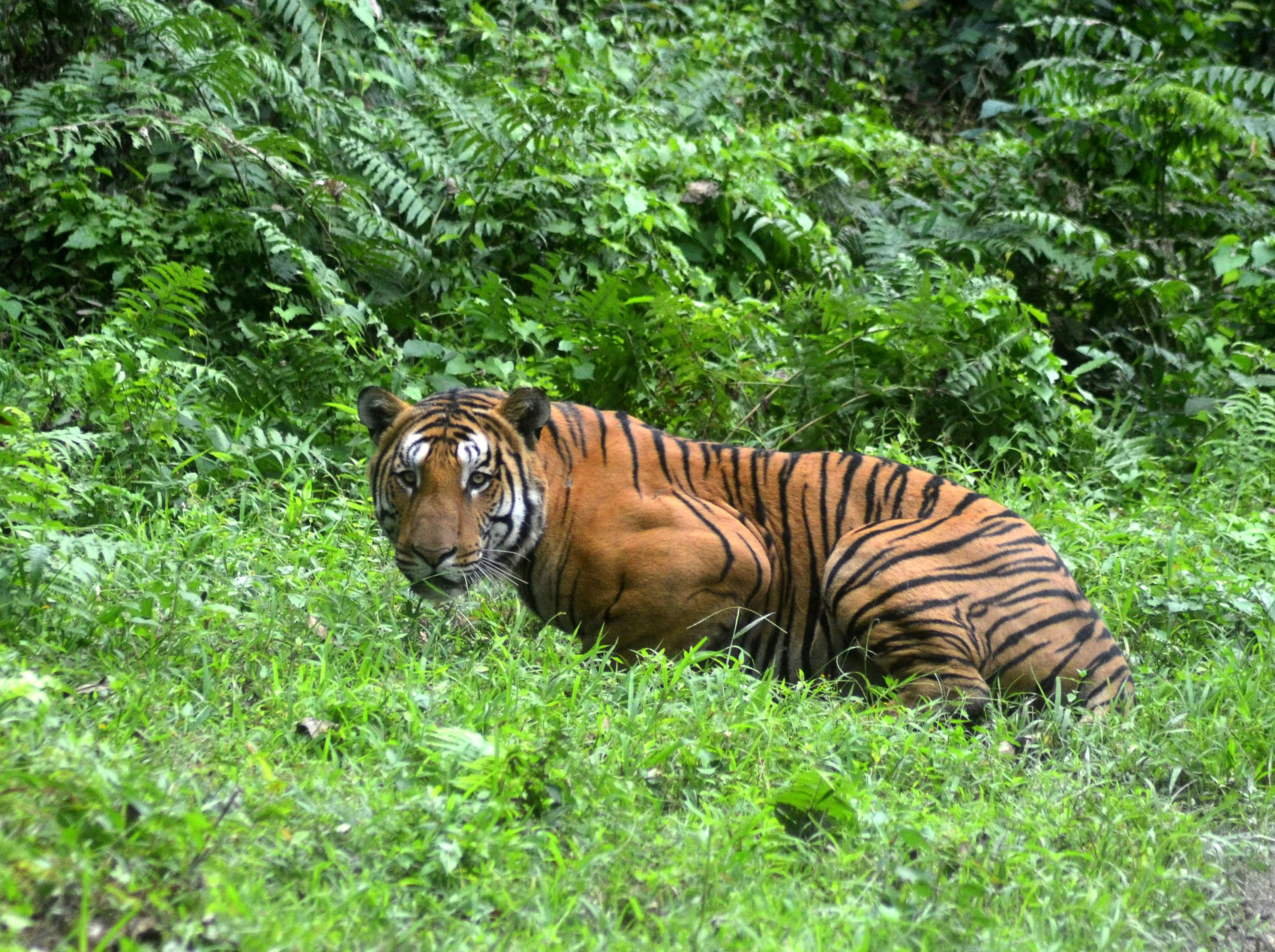 INDIA-ENVIRONMENT-ANIMAL-TIGER
