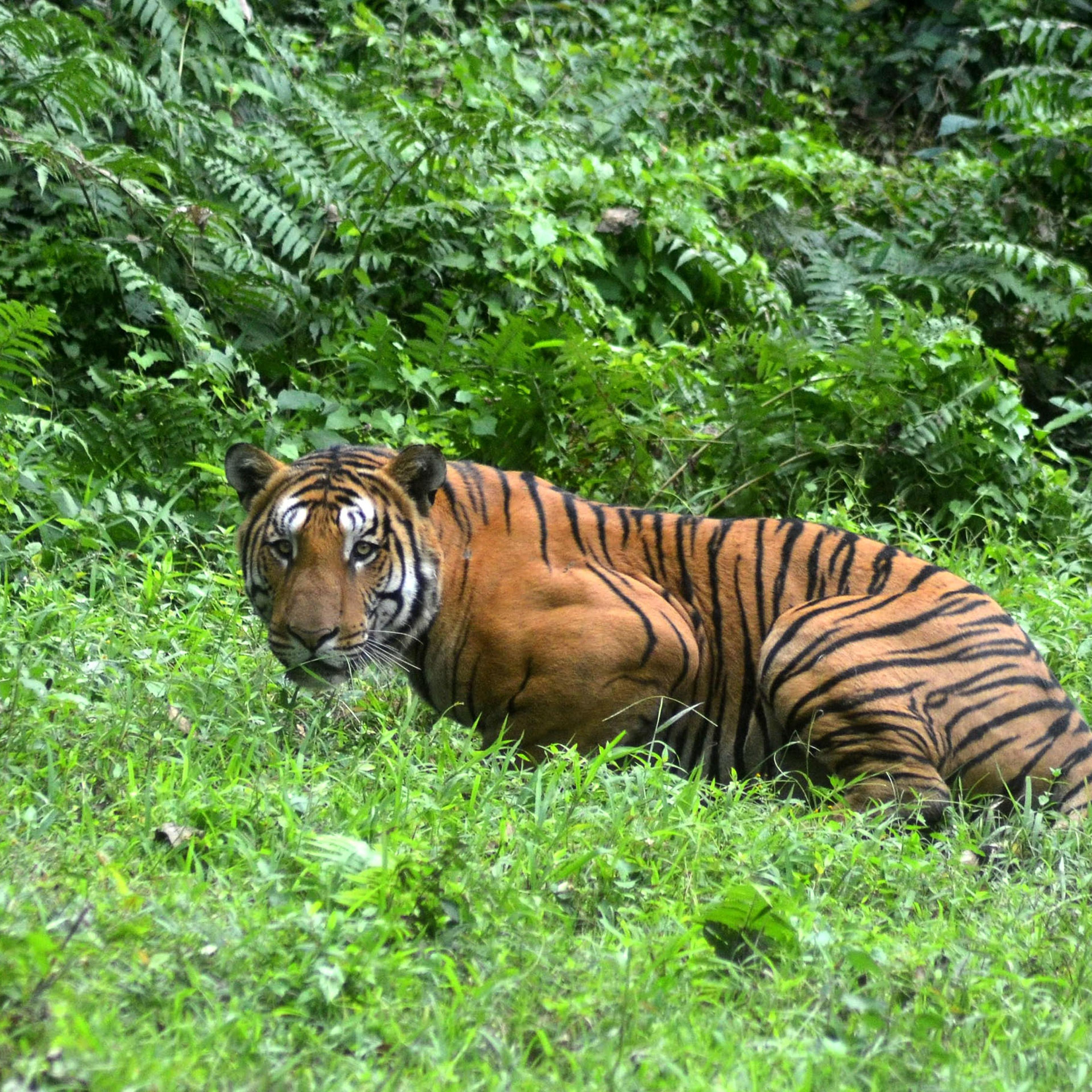 INDIA-ENVIRONMENT-ANIMAL-TIGER