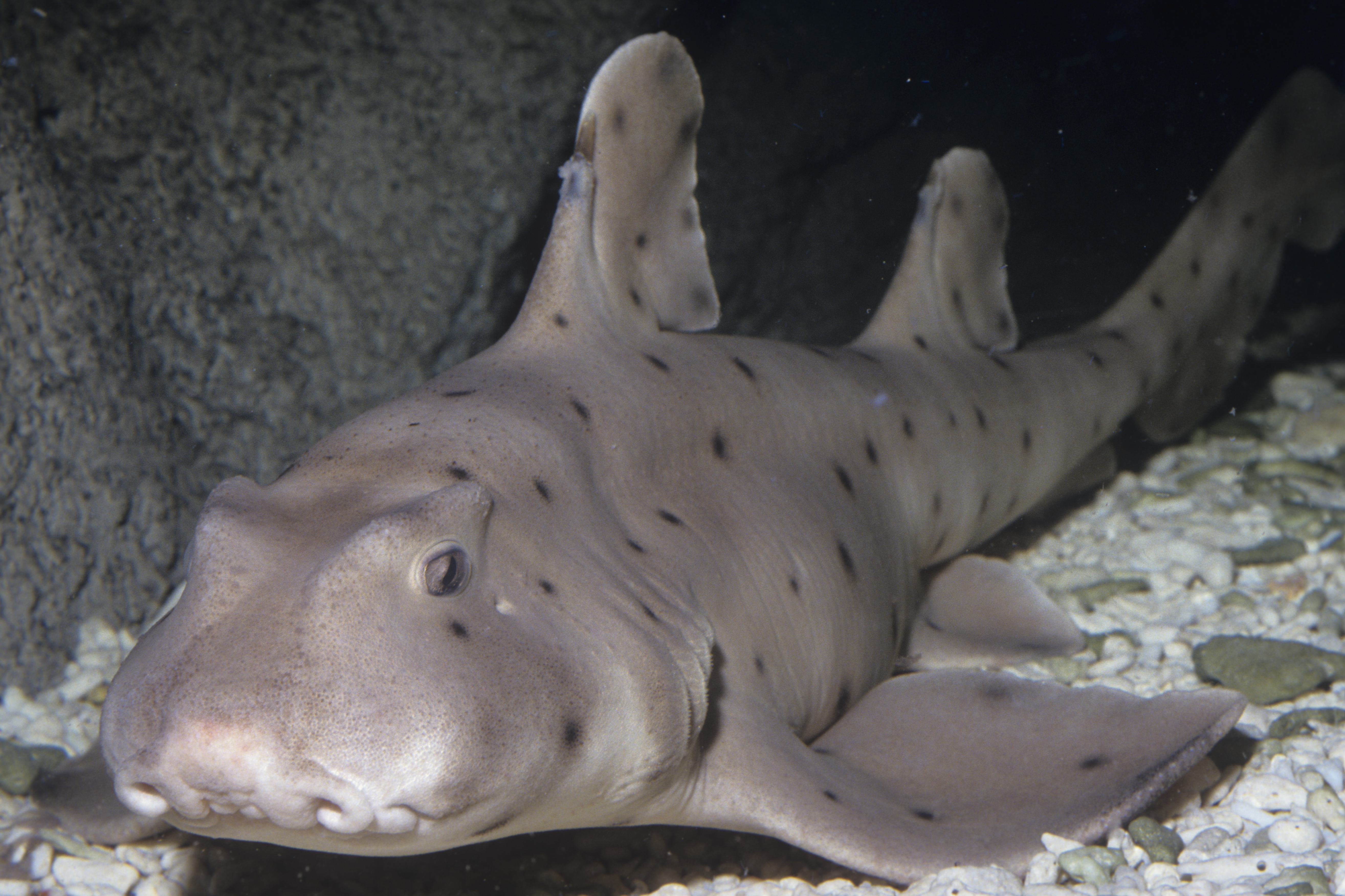 Horn Shark (Heterodontus francisci), California, USA. Note its dorsal fin, spine, and pig-like face.