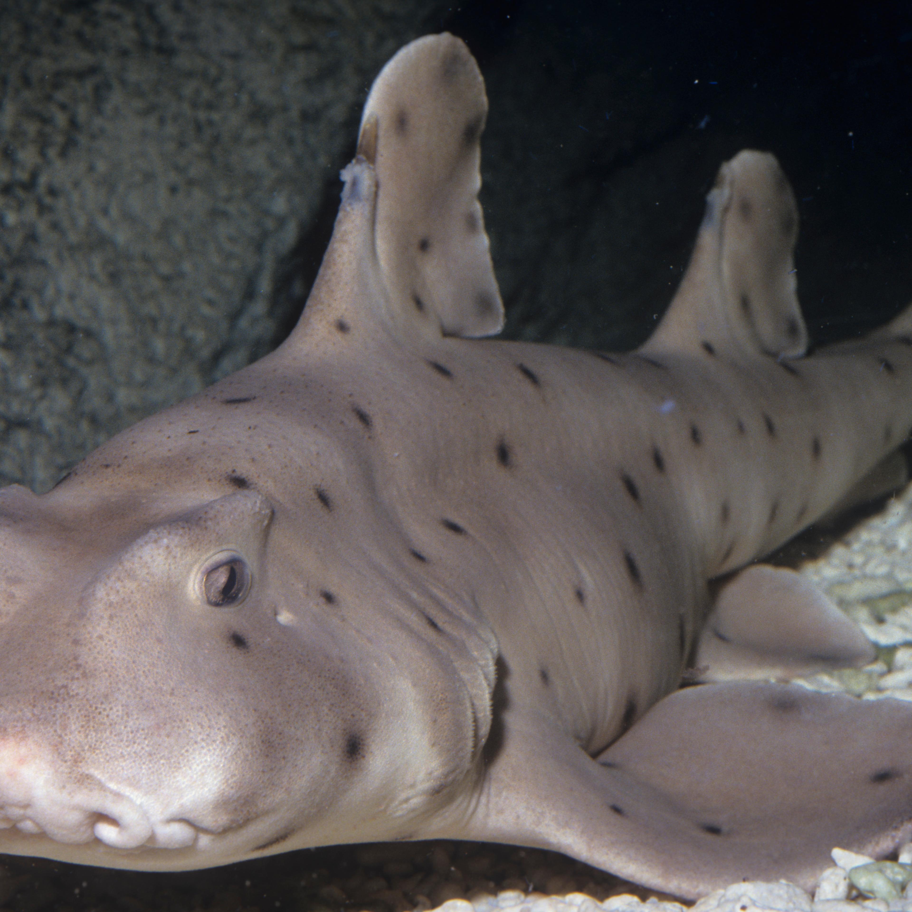 Horn Shark (Heterodontus francisci), California, USA. Note its dorsal fin, spine, and pig-like face.