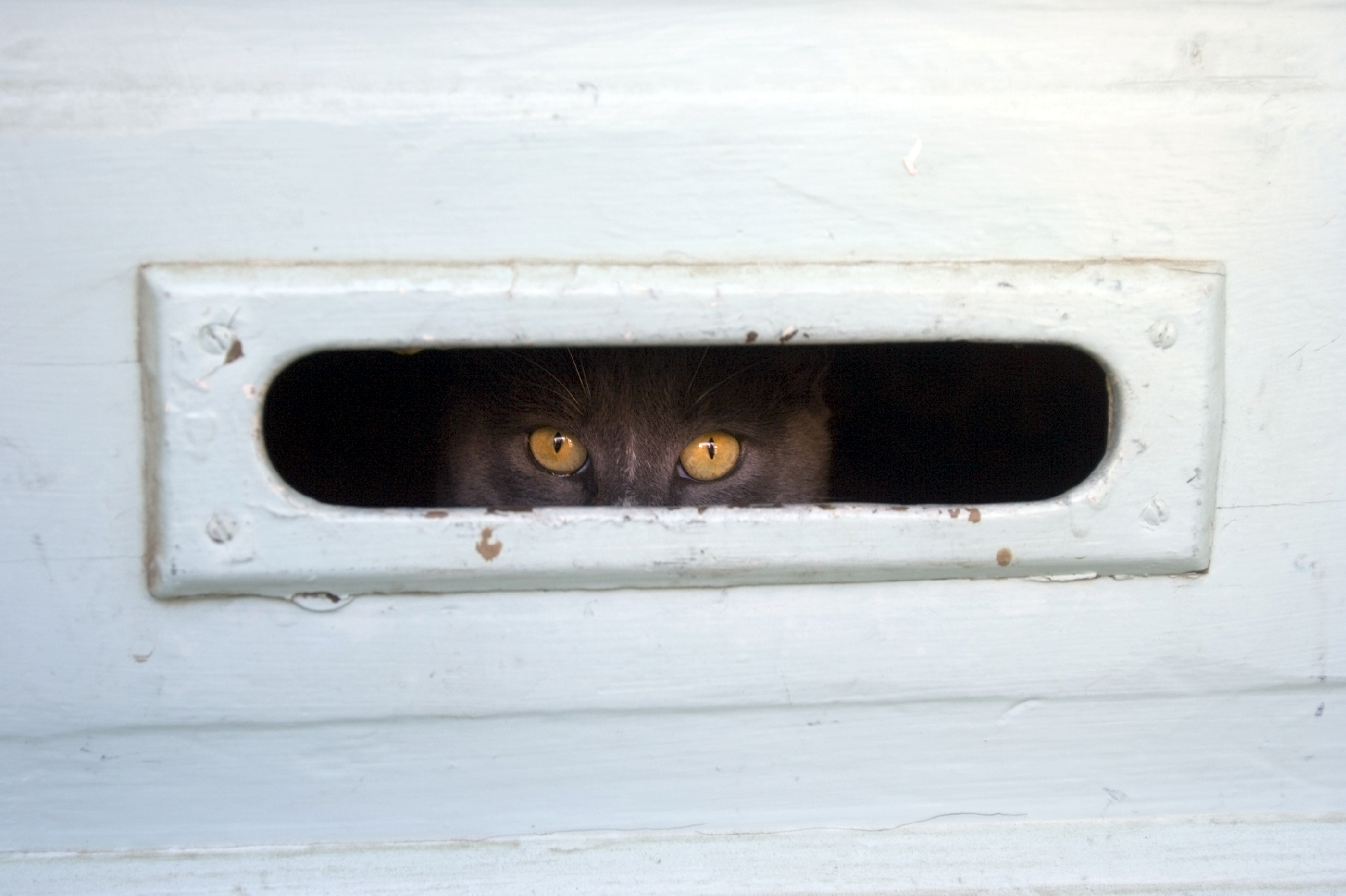 royal mail couple mailbox cat