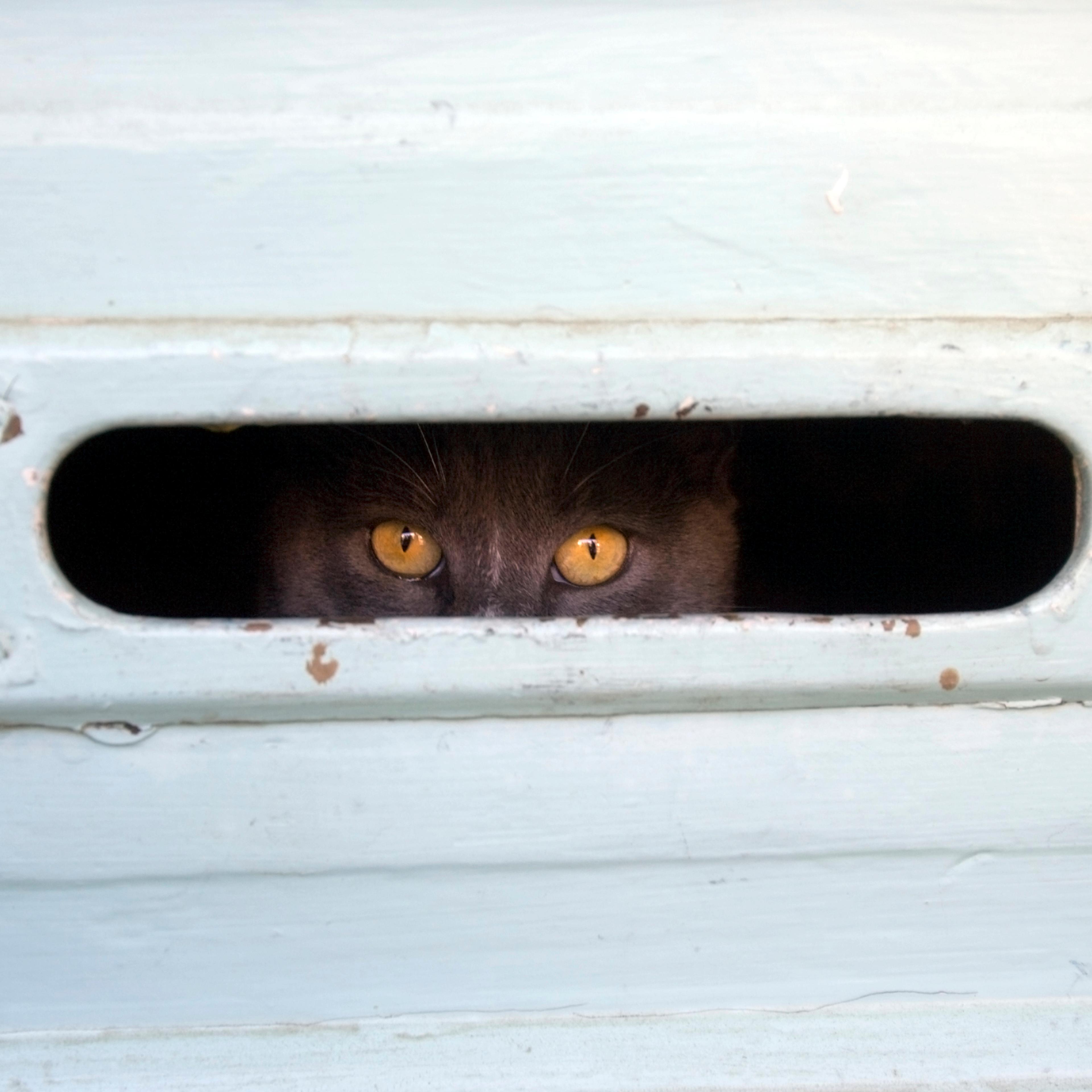 royal mail couple mailbox cat