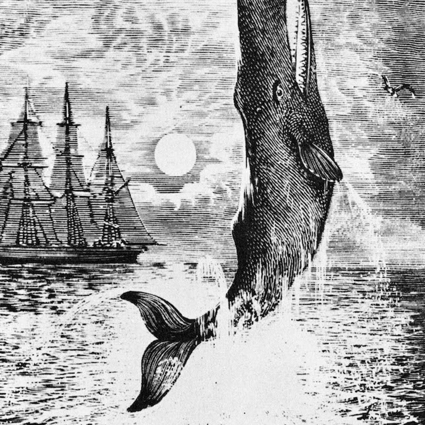 Moby Dick