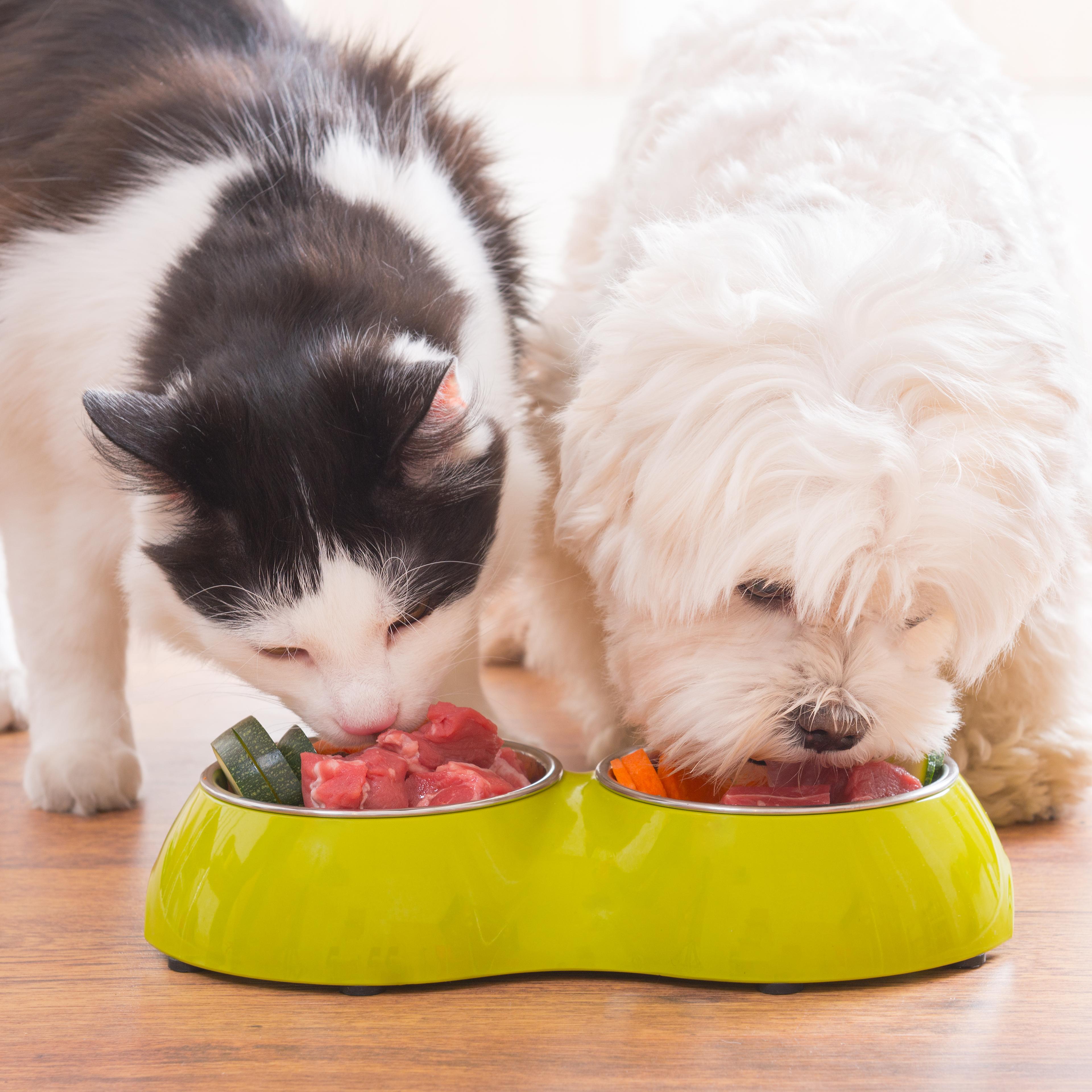 Dog and cat eating natural food from a bowl