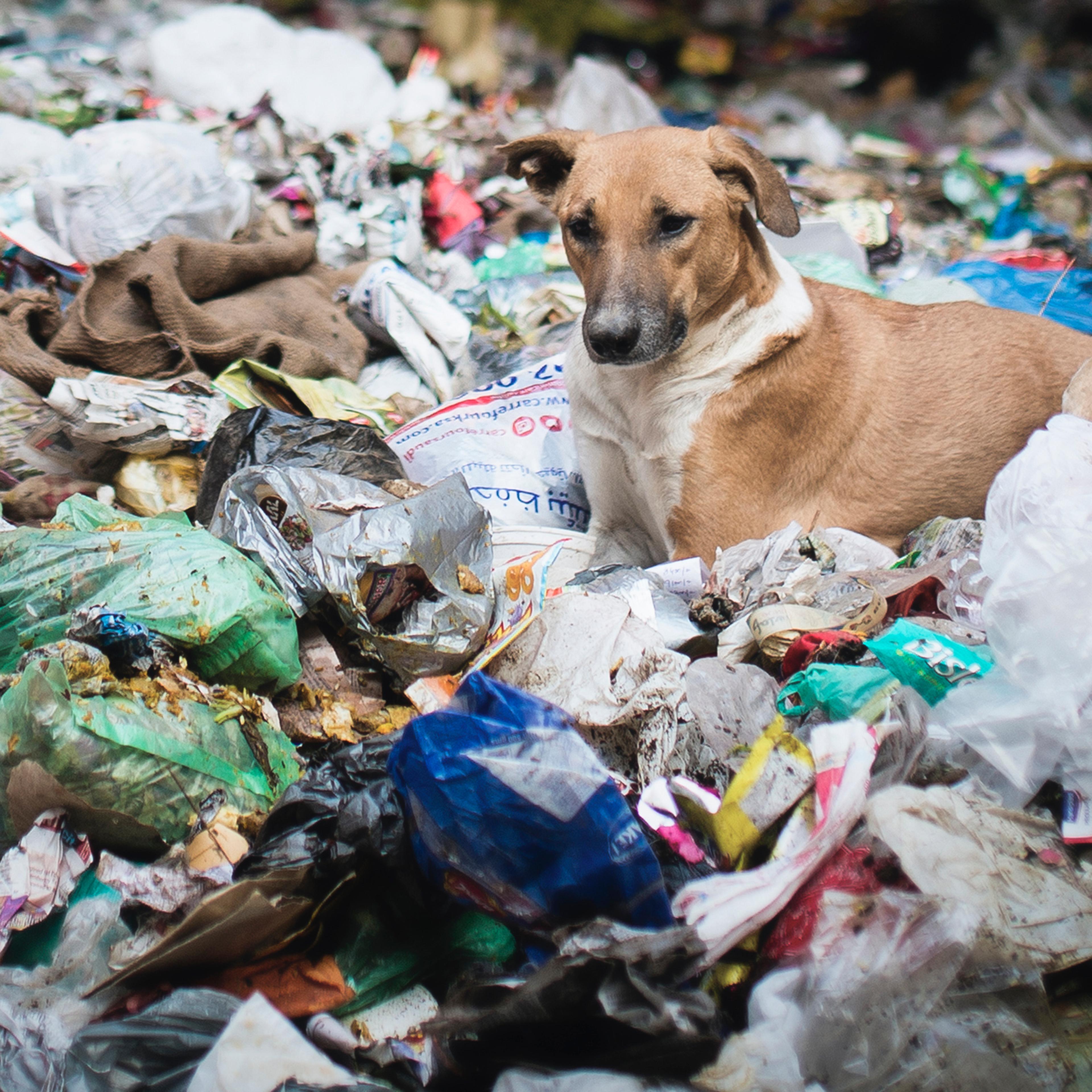 India garbage