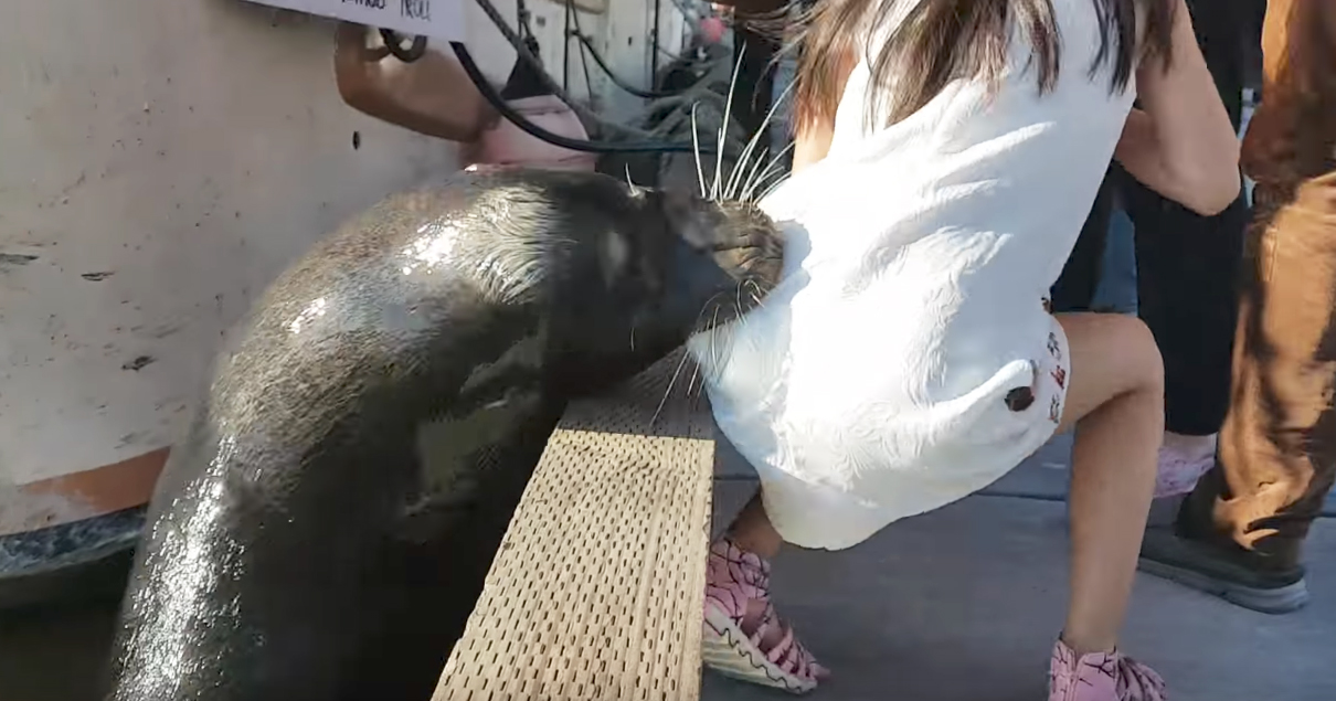 sea-lion
