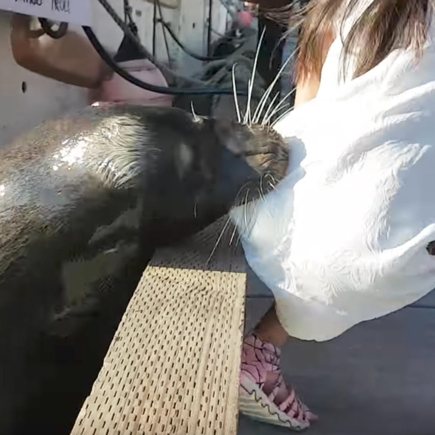 sea-lion