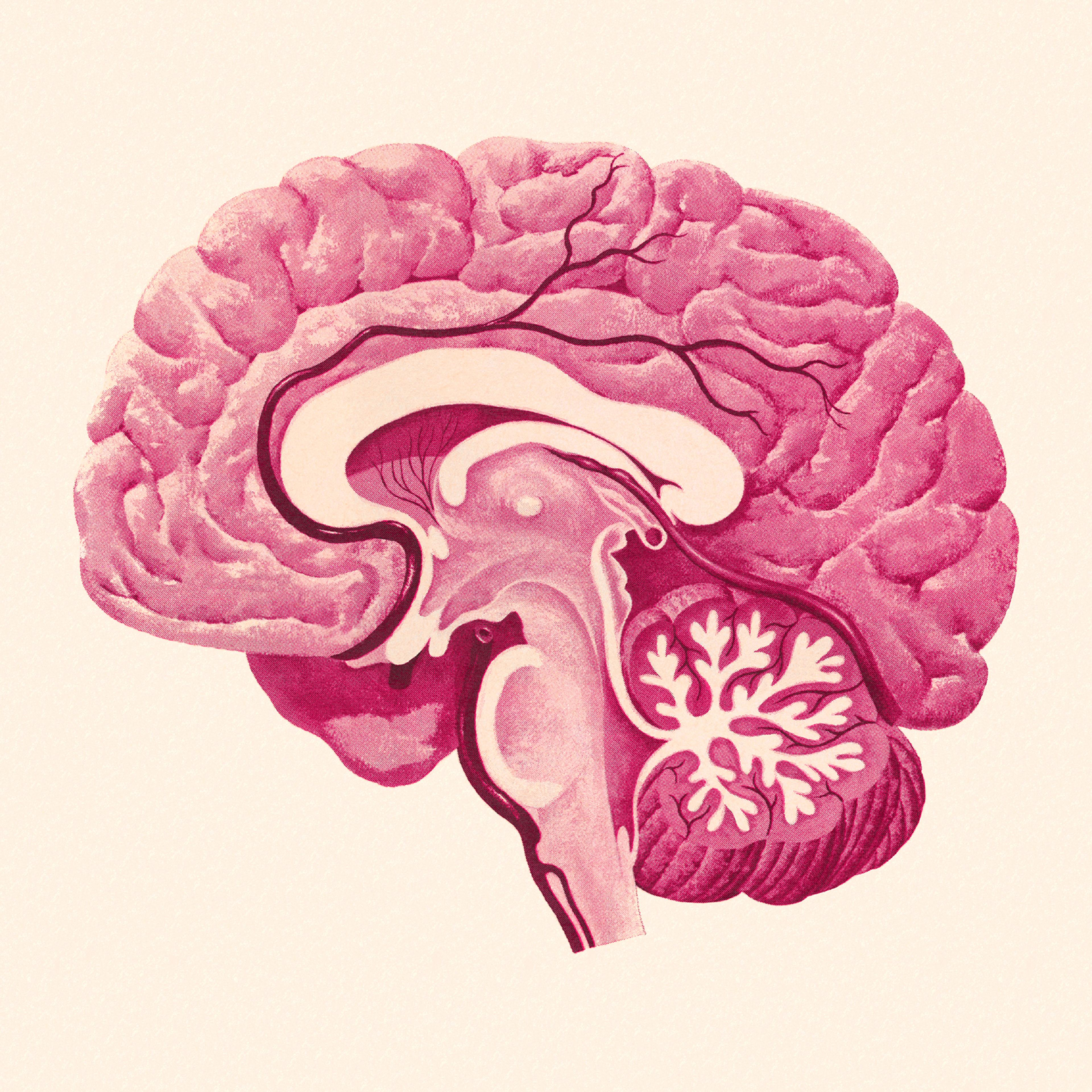 Cross Section of a Brain