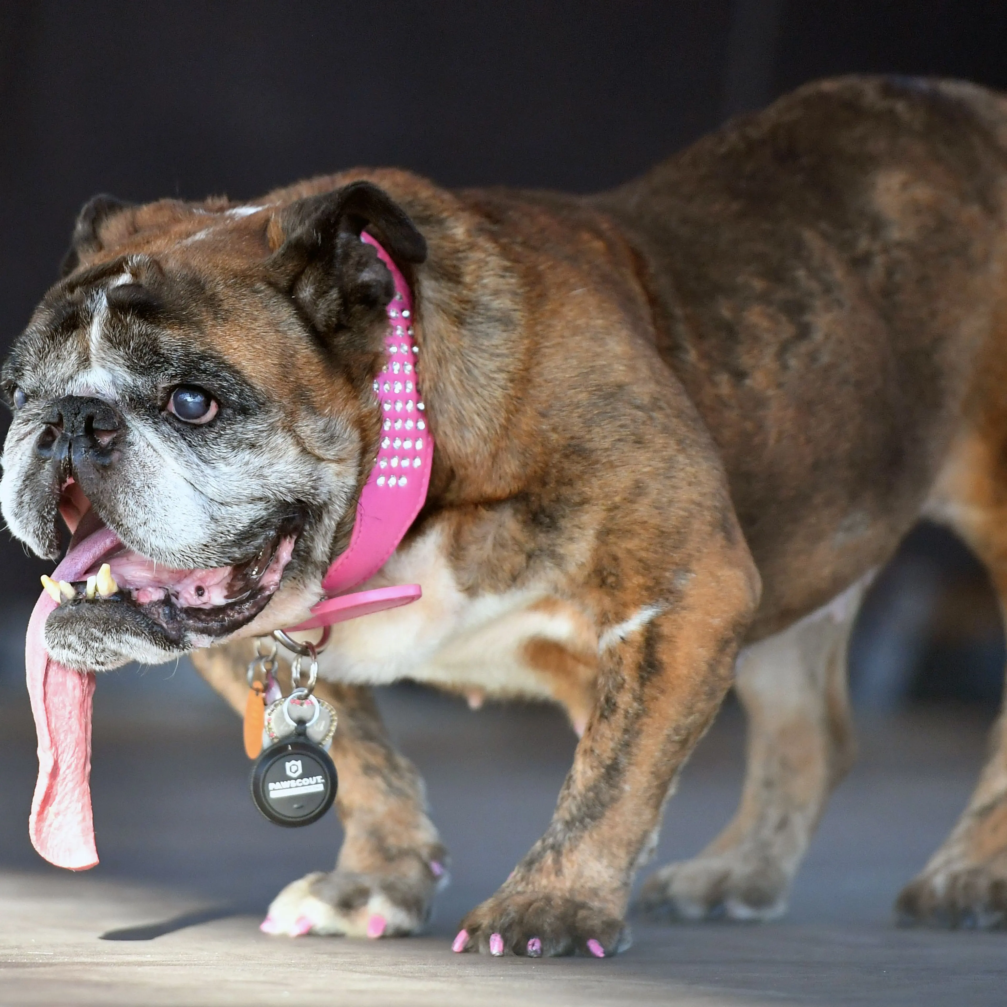 US-UGLY-DOG-ANIMAL-OFFBEAT