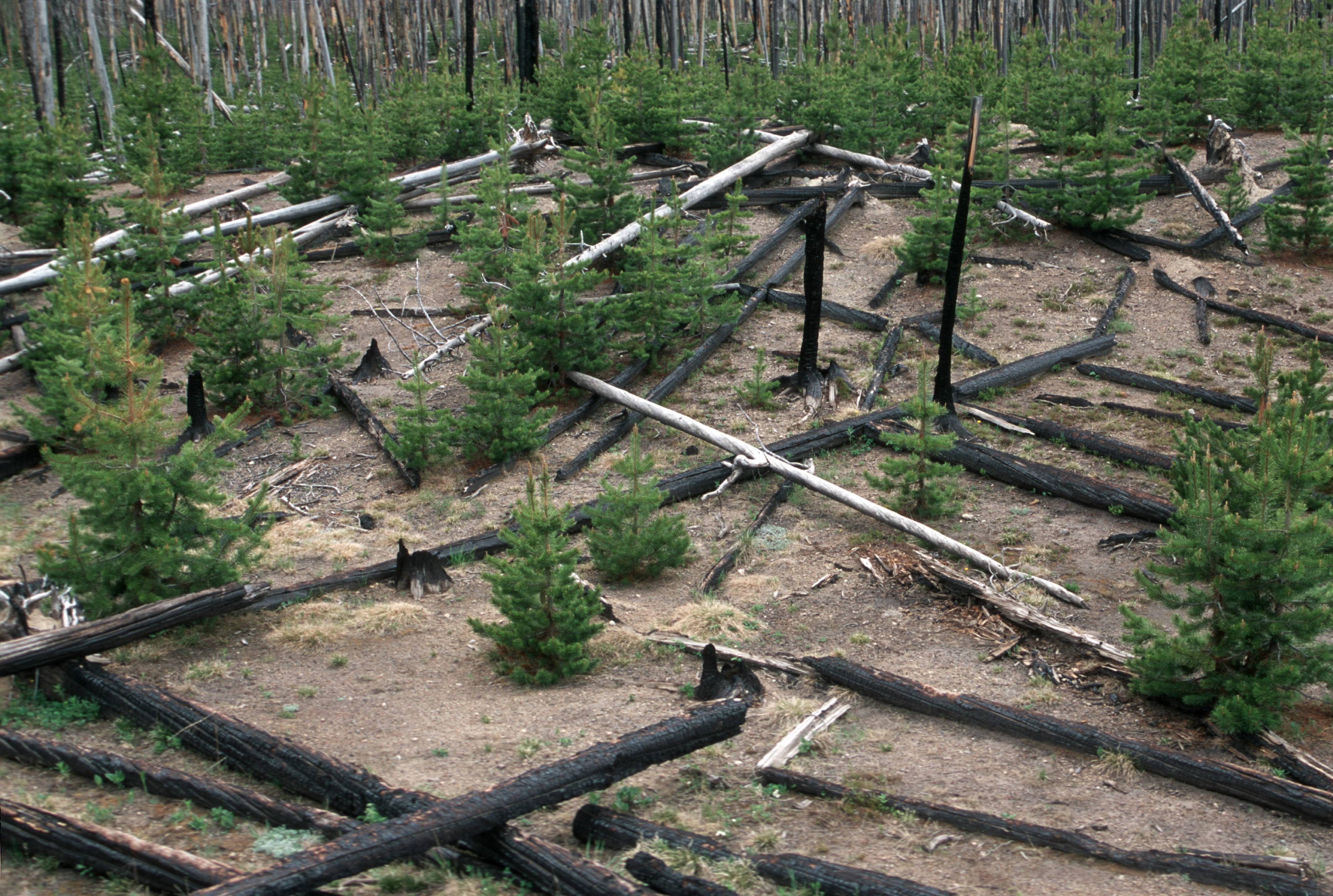 NATURAL REFORESTATION. YELLOWSTONE NATIONAL PARK. LODGEPOLE PINE SAPLINGS. 1988 YELLOWSTONE FIRE.