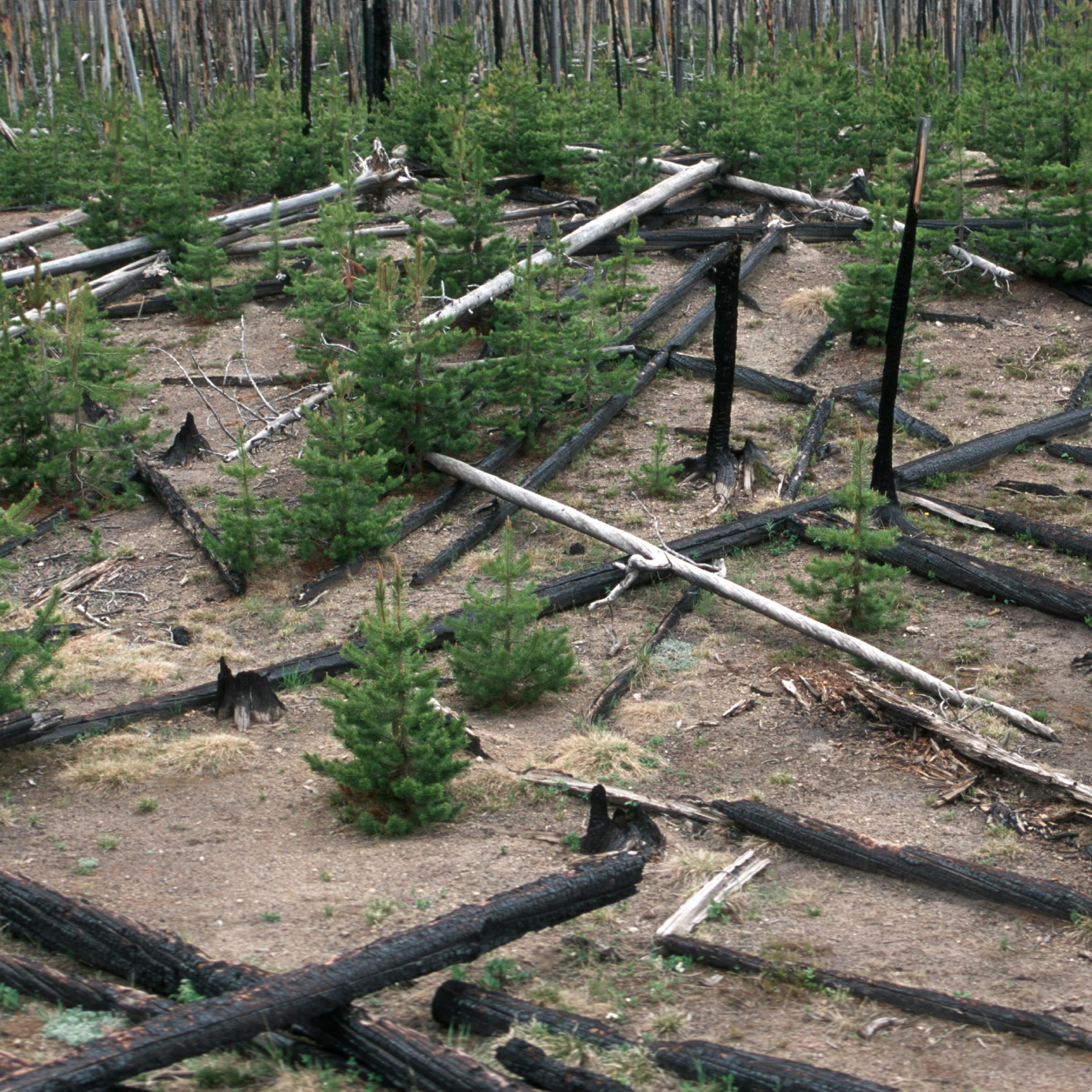 NATURAL REFORESTATION. YELLOWSTONE NATIONAL PARK. LODGEPOLE PINE SAPLINGS. 1988 YELLOWSTONE FIRE.