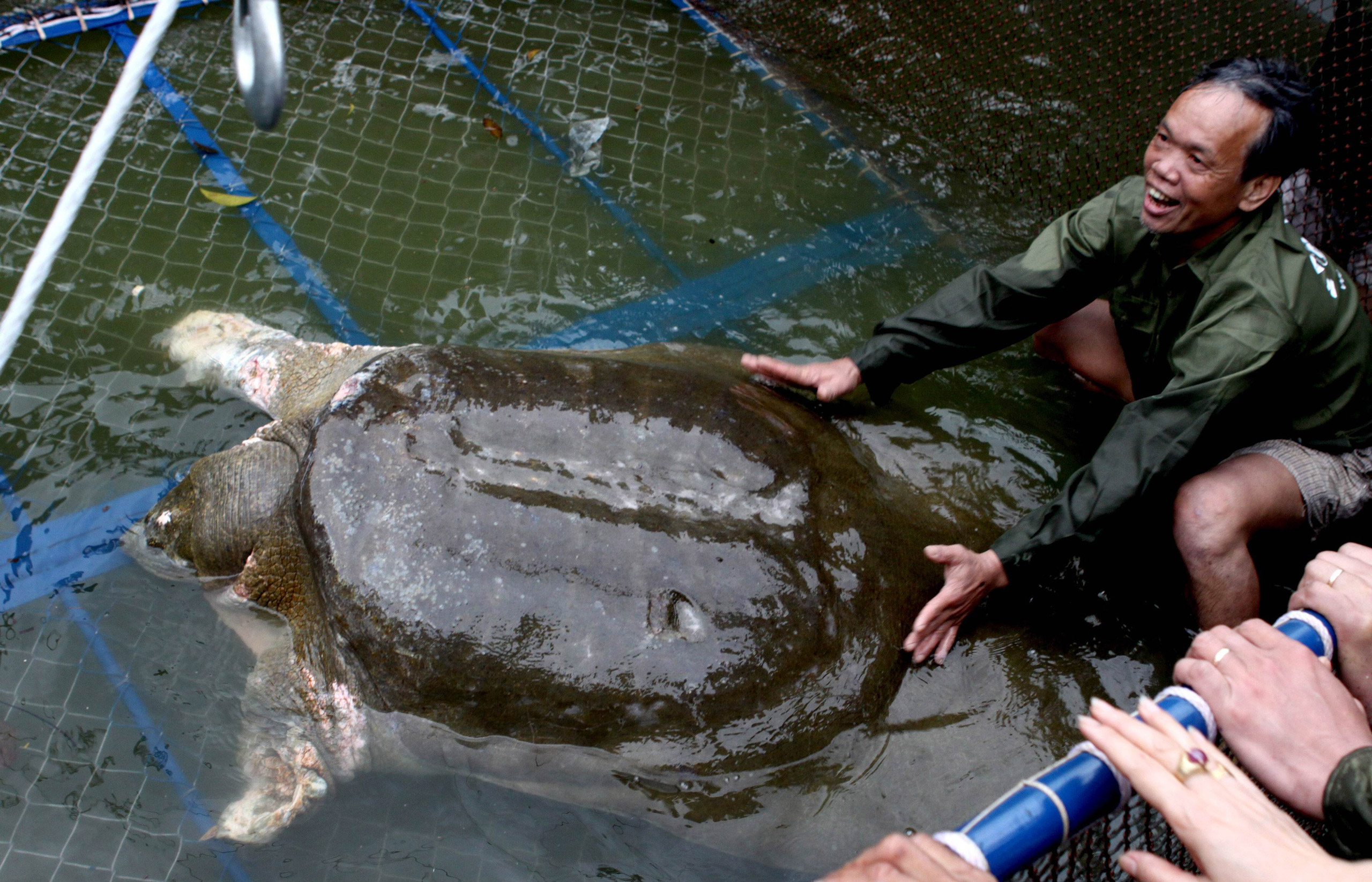 A giant soft-shell turtle (Rafetus swinhoei) which is considered a sacred symbol of Vietnamese independence is guided into a cage for a health check by handlers at Hoan Kiem lake in the heart of Hanoi. Thousands of onlookers cheered in central Hanoi on A
