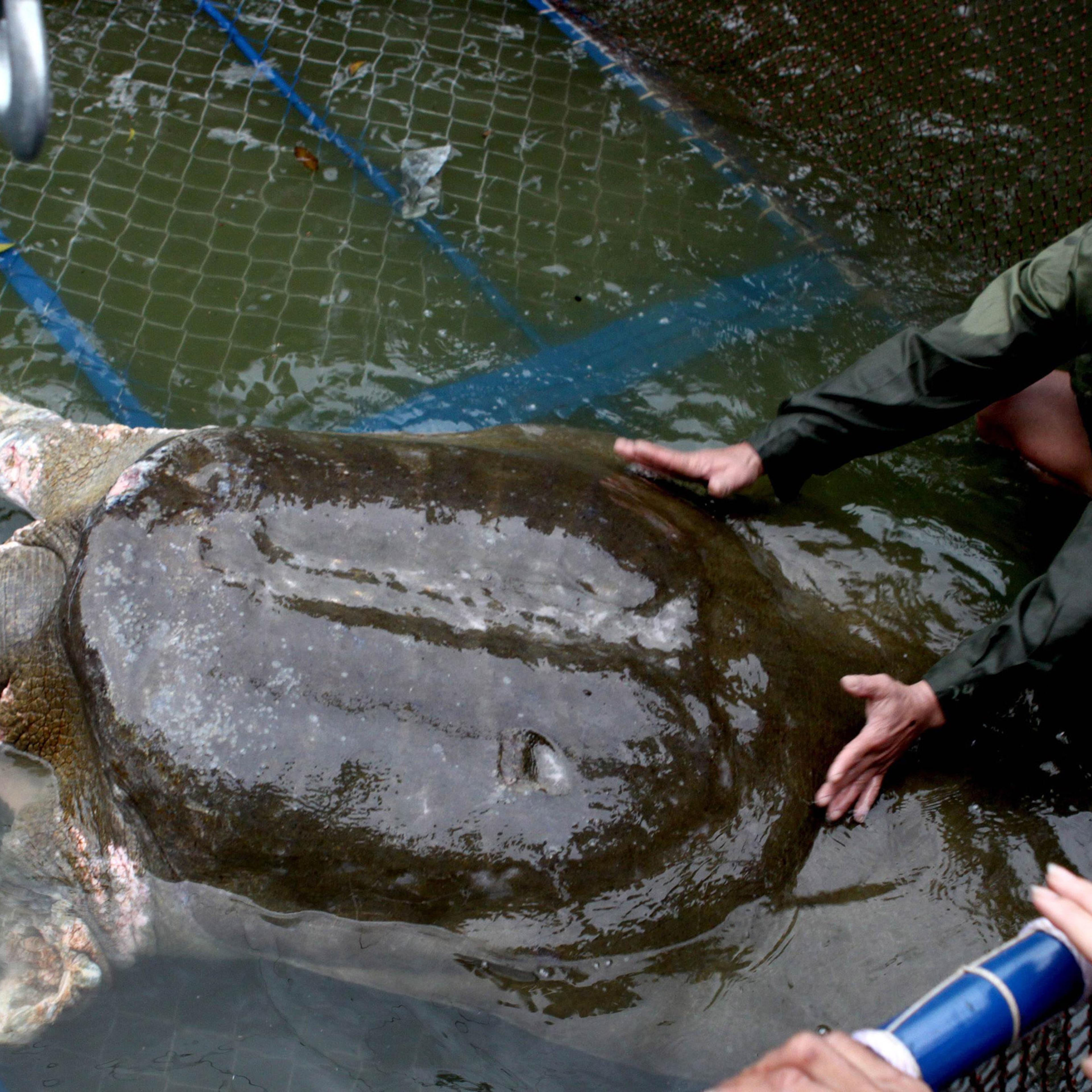 A giant soft-shell turtle (Rafetus swinhoei) which is considered a sacred symbol of Vietnamese independence is guided into a cage for a health check by handlers at Hoan Kiem lake in the heart of Hanoi. Thousands of onlookers cheered in central Hanoi on A