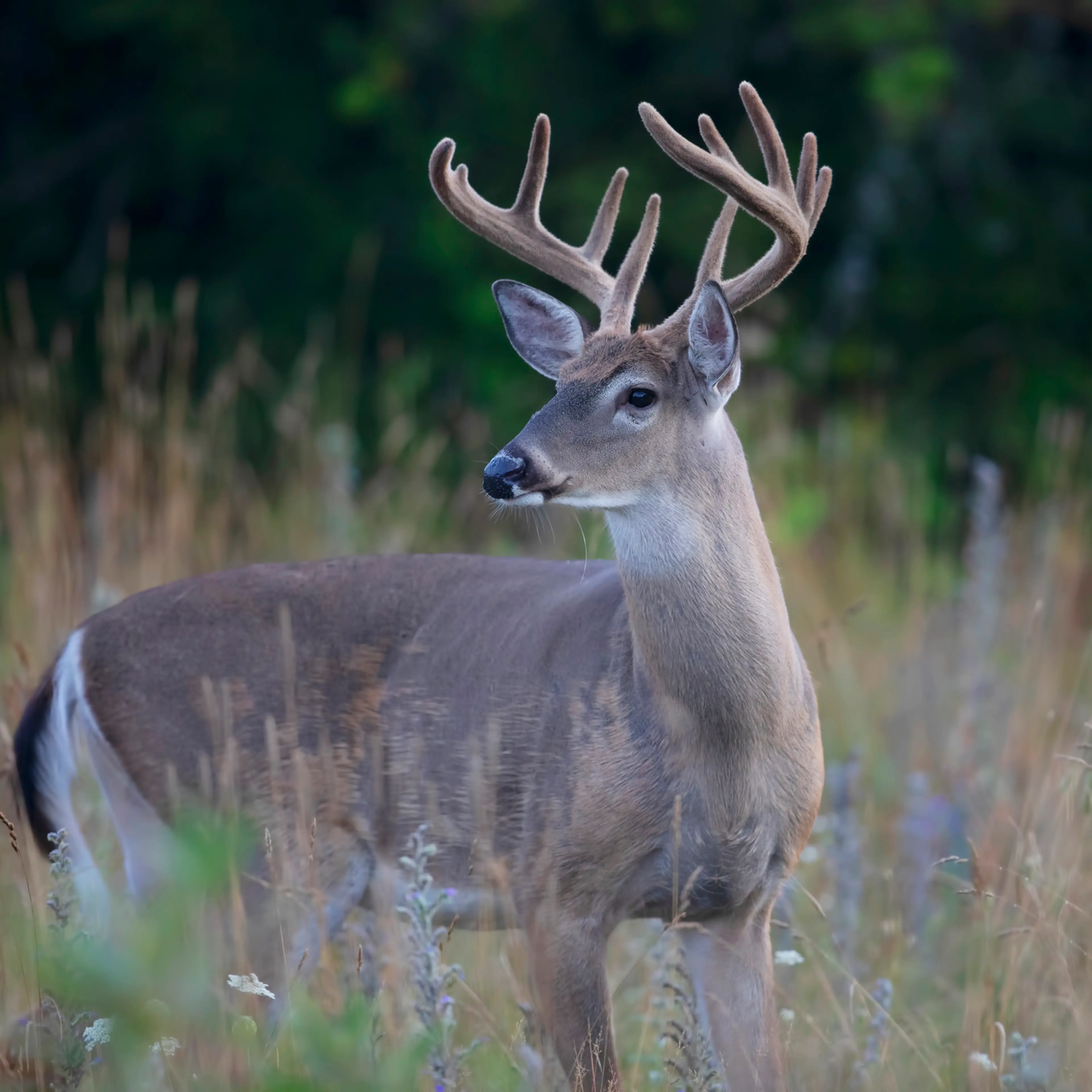 deer