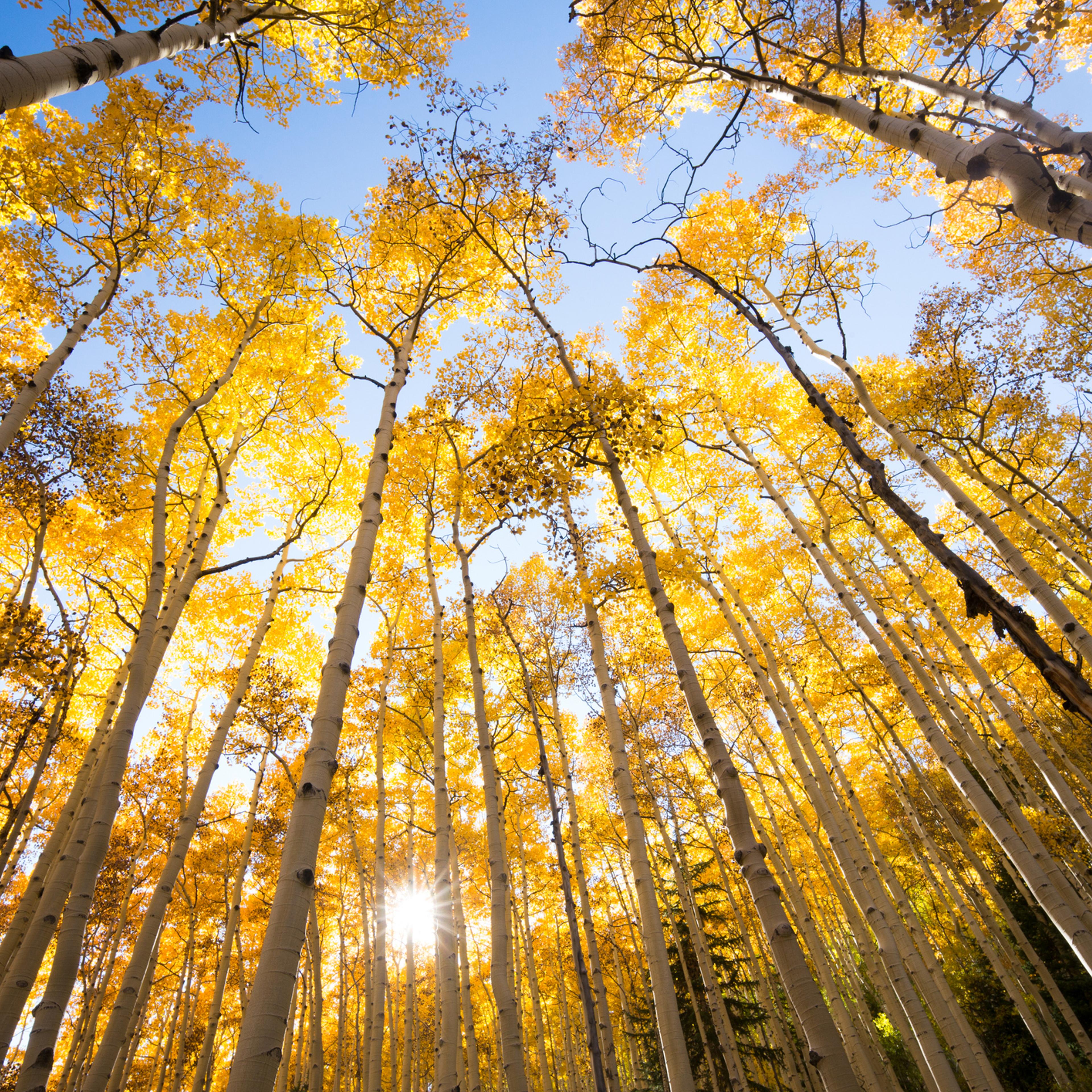 autumn aspen trees looking up