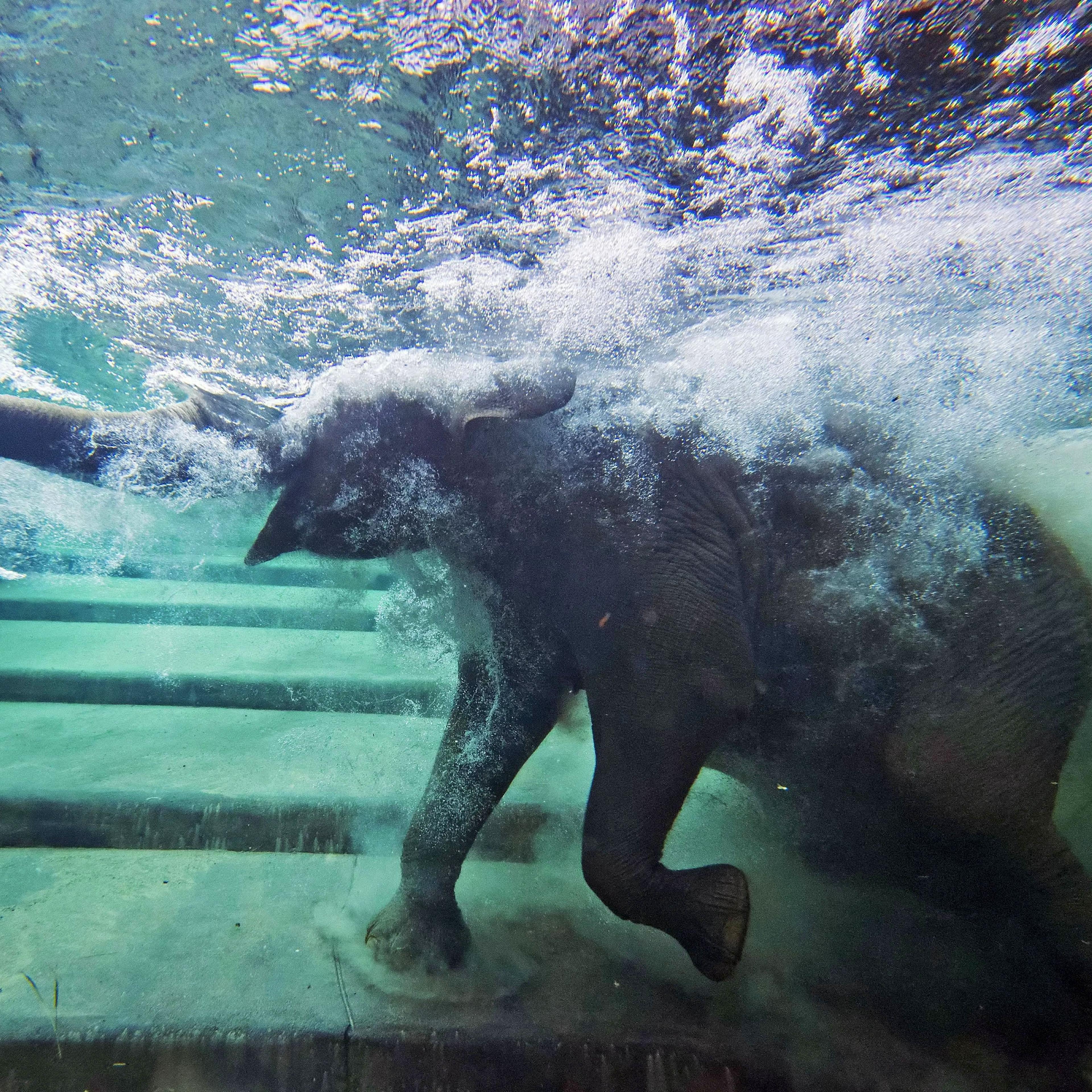 An elephant immerses behind a window in the elephants' indoor pool at the Zoo in Leipzig, Germany on Aug. 5, 2014.